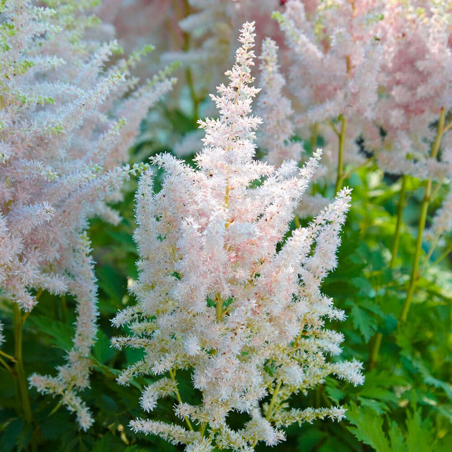 Jaloangervo ‘Milk & Honey’